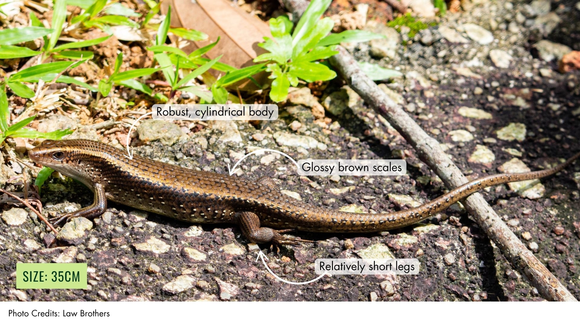 Many-lined Sun Skink